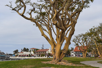 Coral Tree at Seaport Village