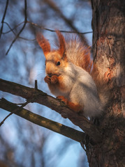 squirrel on a pine tree eats a nut. wild animals. - obrazy, fototapety, plakaty