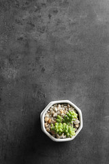 Succulent in pot on grey background