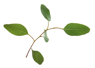 Fototapeta premium Green branch on white background