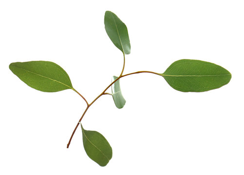 Green branch on white background