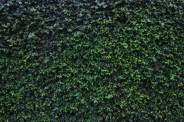 green leaves natural wall.