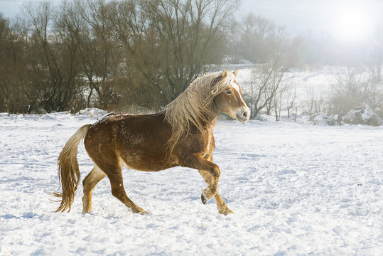 Beautiful horse  on snow