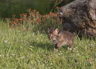 Cute Bobcat Kitten in a Meadow with Wildflowers in the Background