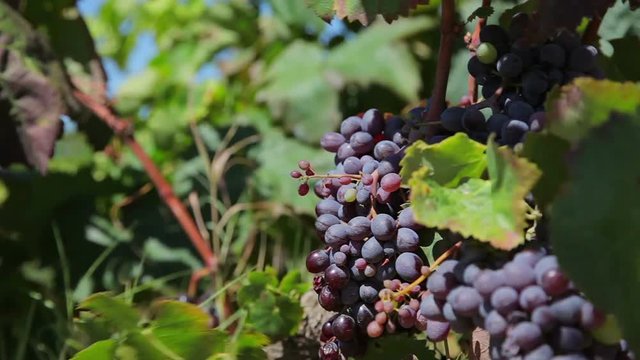 Farm Vineyard grapes