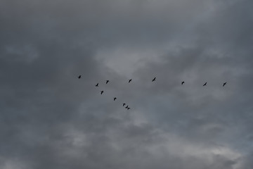 列を作って飛ぶ鳥　曇天