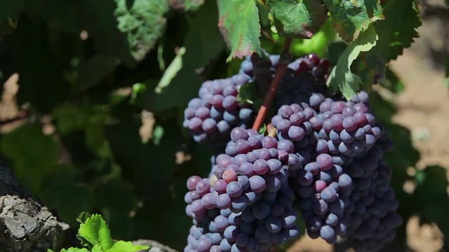 Farm Vineyard grapes
