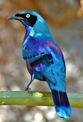 The Glossy Starling (Lamprotornis) is an iridescent blue bird which occurs in Africa.