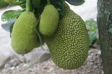 Jackfruit or jakfruit on the tree. © Harismoyo