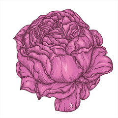Peony or rose flower in victorian etching style.