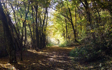 Obraz premium Sonniger Waldweg im Herbst