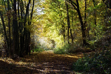 Sonniger Waldweg im Herbst