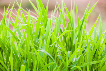Green grass close up view for blur background texture