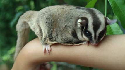 Sugar glider. A small, omnivorous, arboreal, and nocturnal gliding possum belonging to the...
