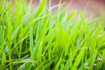 Green grass close up view for blur background texture