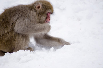 Monkey by Hot Spring
