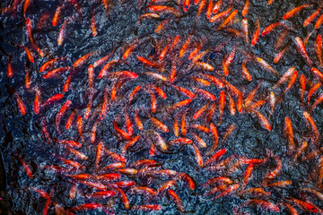 Koi fishes Vietnam