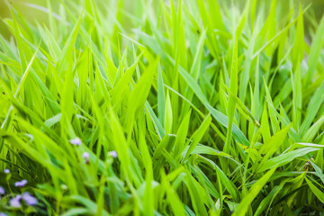 Green grass close up view for blur background texture