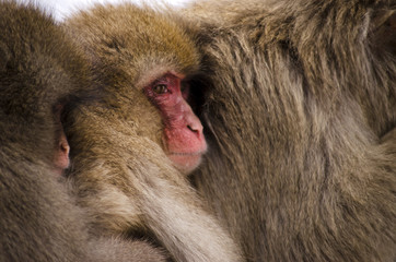 Monkeys Being Groomed