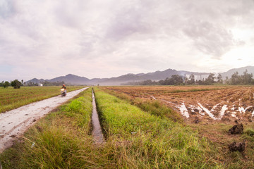 Harvested rice field view with sunrise background