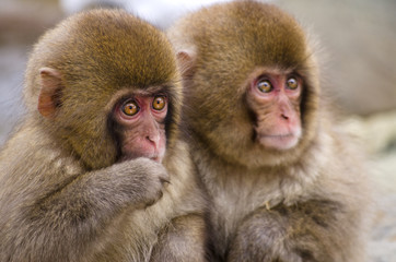Pair of Young Monkeys
