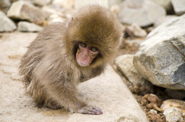 Monkey by Hot Spring