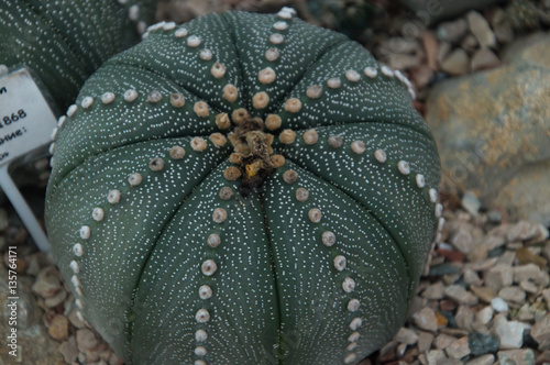 "Astrophytum asterias is a species of cactus in the genus ...