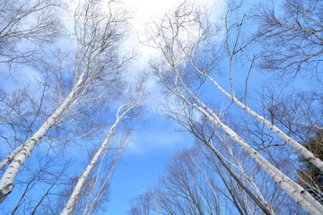 Japanese white birch forest in winter under blue sky