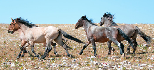 Wild Horse herd of mustangs running in the Pryor Mountains of Montana USA