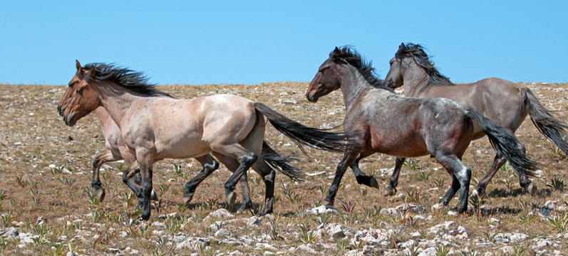 Wild Horse herd of mustangs running in the Pryor Mountains of Montana USA