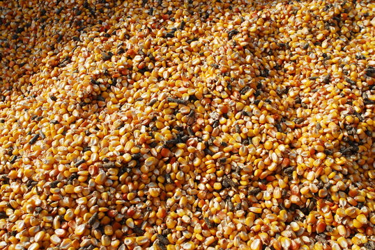 granos de maiz con pelet granulado