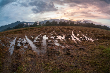 Harvested rice field view with sunrise background
