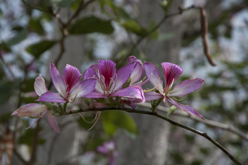Hawaiian flowers growing on tree limb, Hawaii, USA