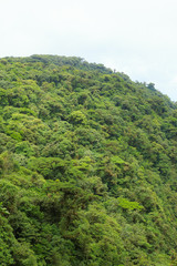 Fototapeta na wymiar Rainforest landscape in Monteverde Costa Rica