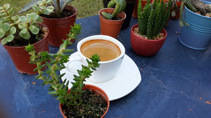 espresso coffee in the tiny cactus garden