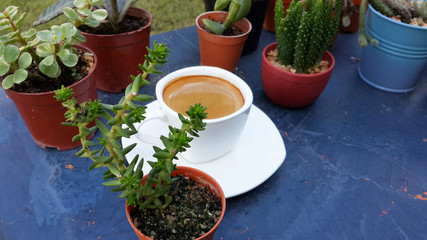 espresso coffee in the tiny cactus garden