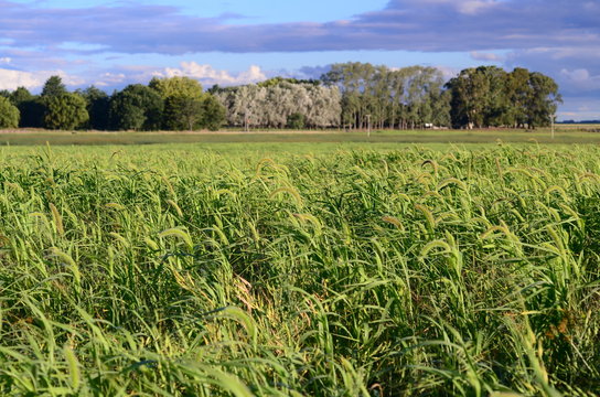 Cultivo de Moha, pasturas, llanura 