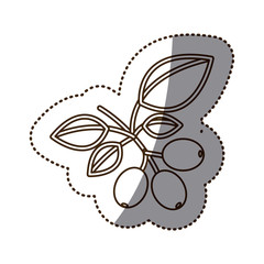 monochrome sticker contour with coffee tree branch vector illustration
