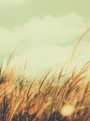 Fountain Grass Plants