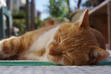 眠る茶猫