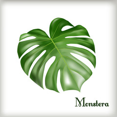 Tropical Leaf Monstera
