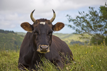 Cow laying