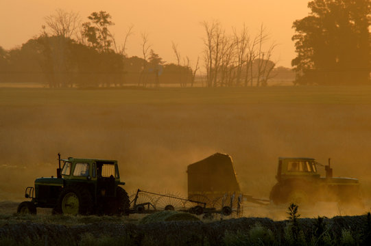 Tractores al atardecer armando Rollos para el ganado Bovino