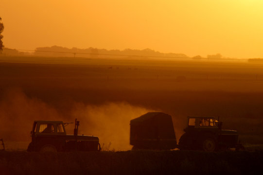 Tractores al atardecer armando Rollos para el ganado Bovino