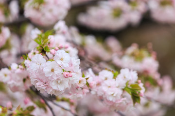 Cherry Blossom, Sakura season in Japan.