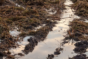 Harvested wet farm texture for blur background
