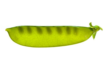 Snow Pea on a white background