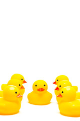 Yellow rubber ducks