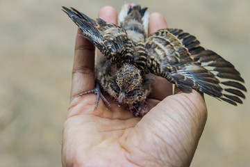 Nestling in hand