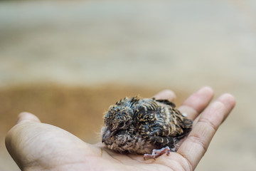 Nestling in hand